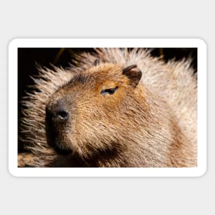 Capybara Sticker